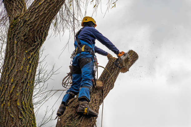 Why Choose Our Tree Removal Services in Woodville, AL?